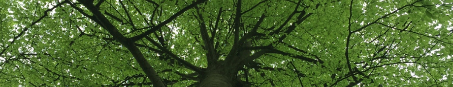 Beech tree canopy